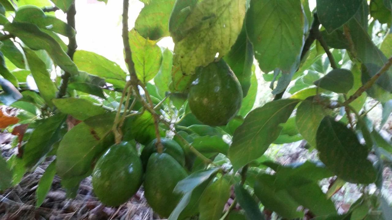 Vv - Casa Clary -Finca Medina Alojera Kültér fotó